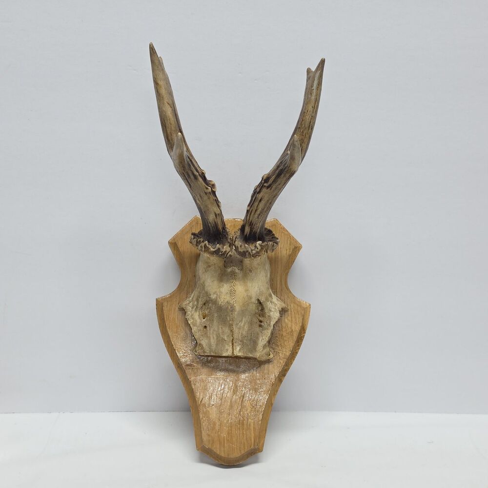 Vintage German Roe Deer Antler Wood Plaque Wall Mount Hunting Cabin Decor